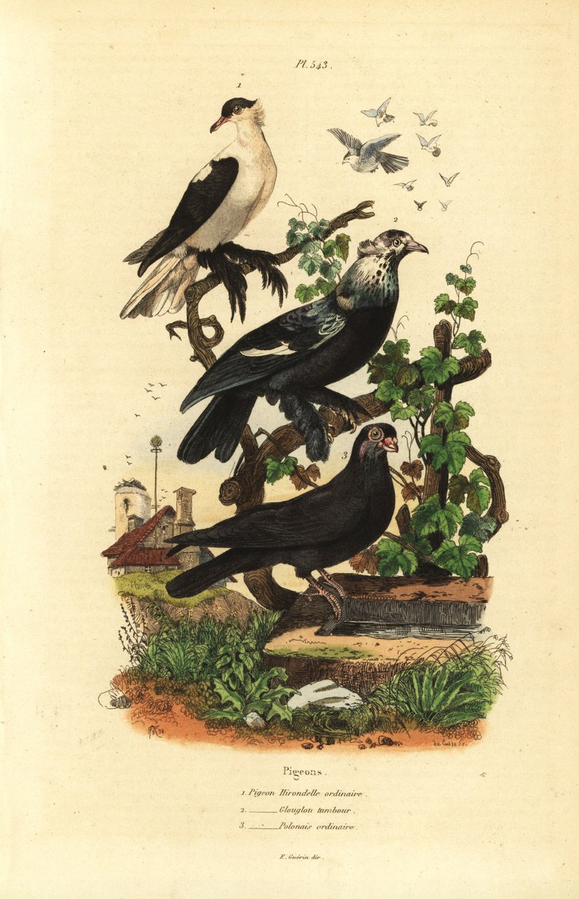Variétés de pigeons, Columba livia : hirondelle, glouglou tambour, polonais - Unbekannt