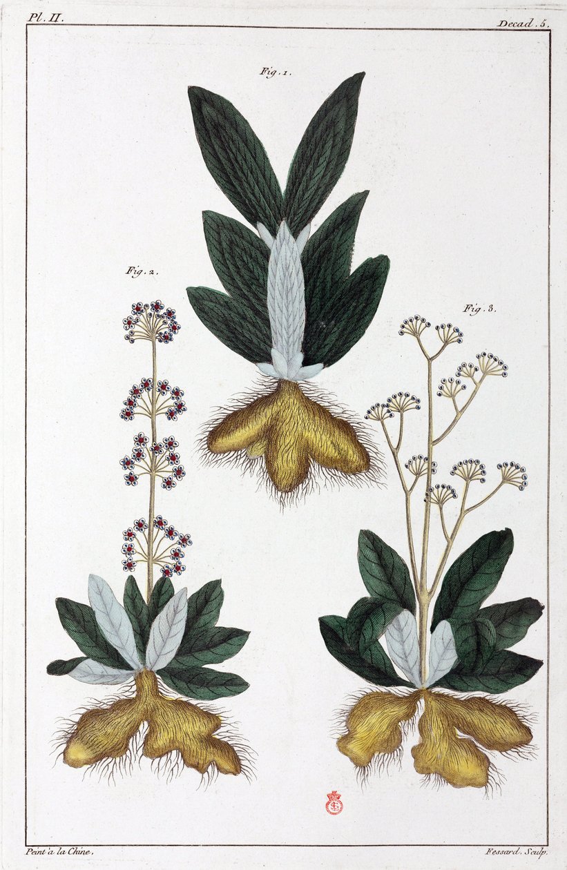 Plantes médicinales, Chine - Unbekannt