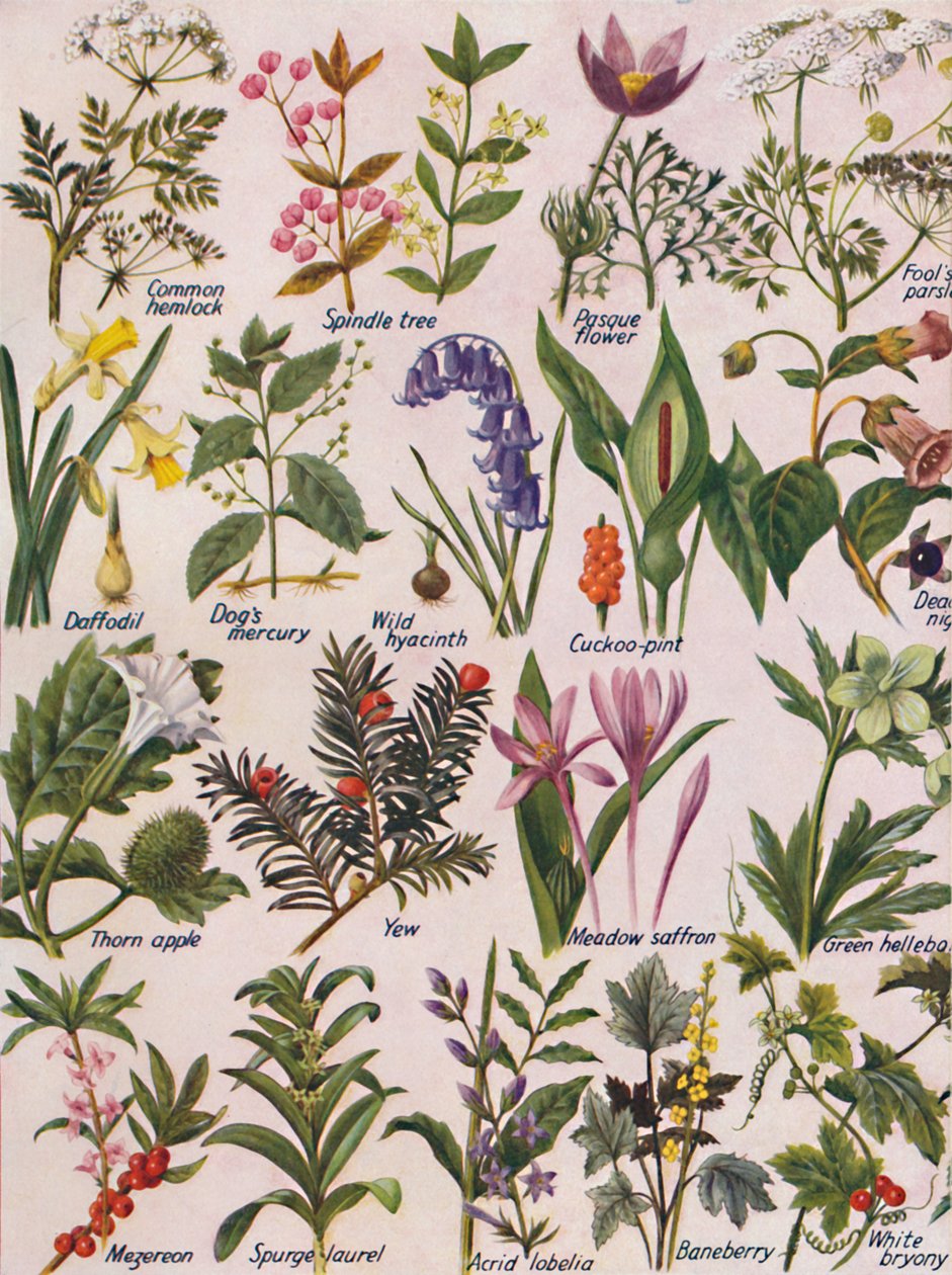 Plantes toxiques trouvées dans les îles britanniques - Unbekannt