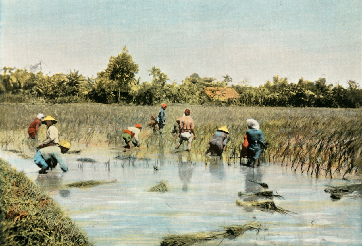 Récolte du riz, 1900 - Unbekannt