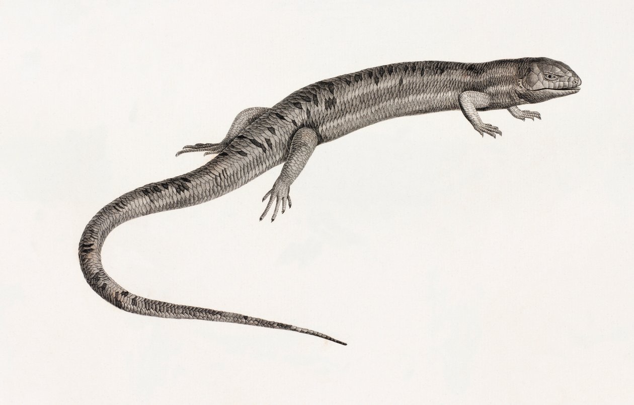 Reptiles : Anoles géants - Unbekannt
