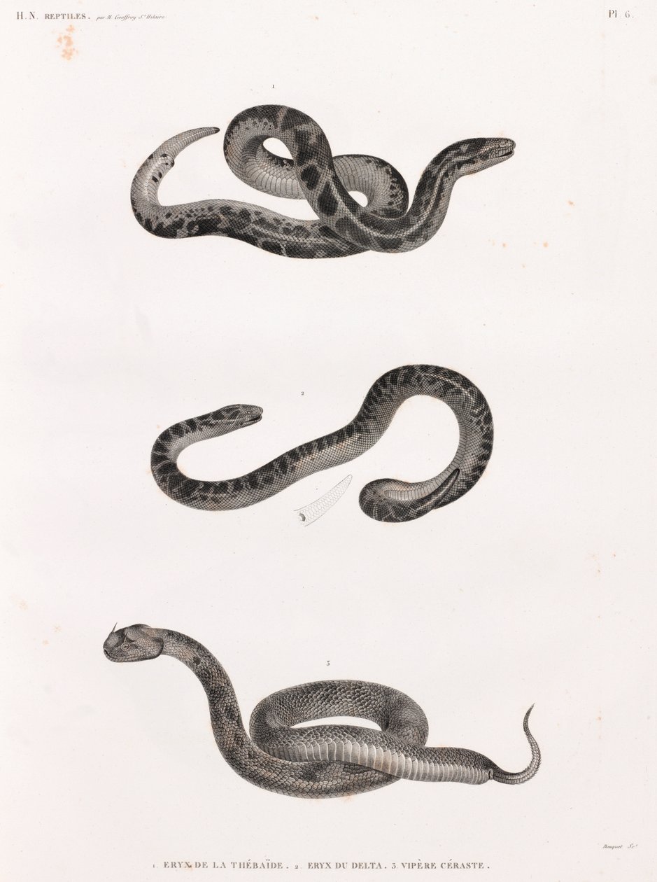 Reptiles : serpents - Unbekannt