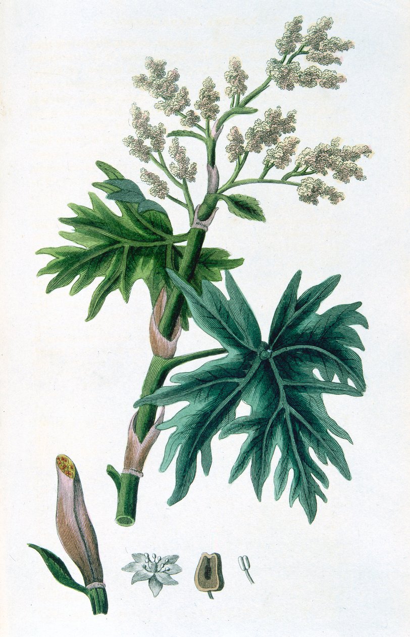 Rhubarbe, 1823 - Unbekannt