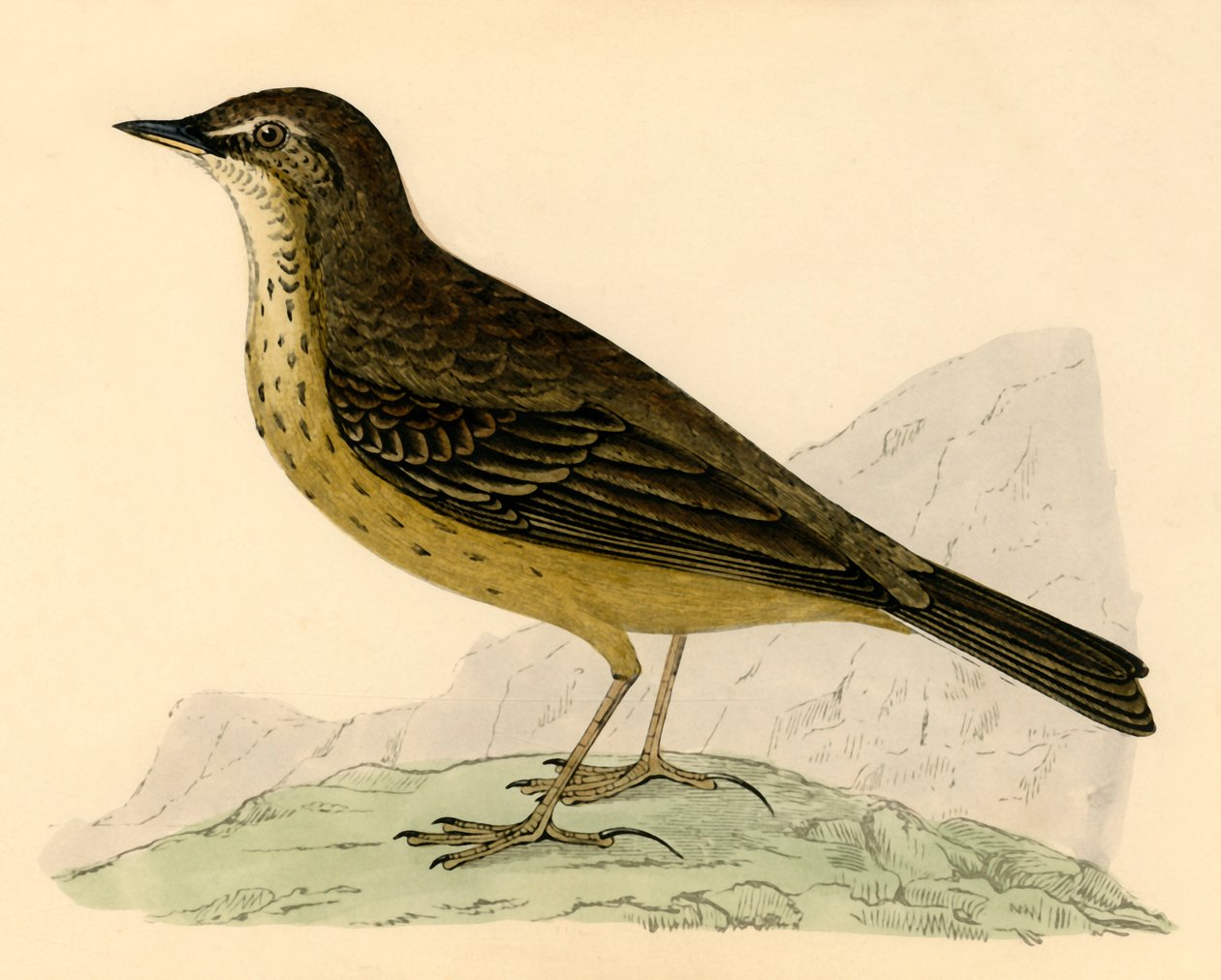 Pipit maritime, fin du XIXe siècle - Unbekannt