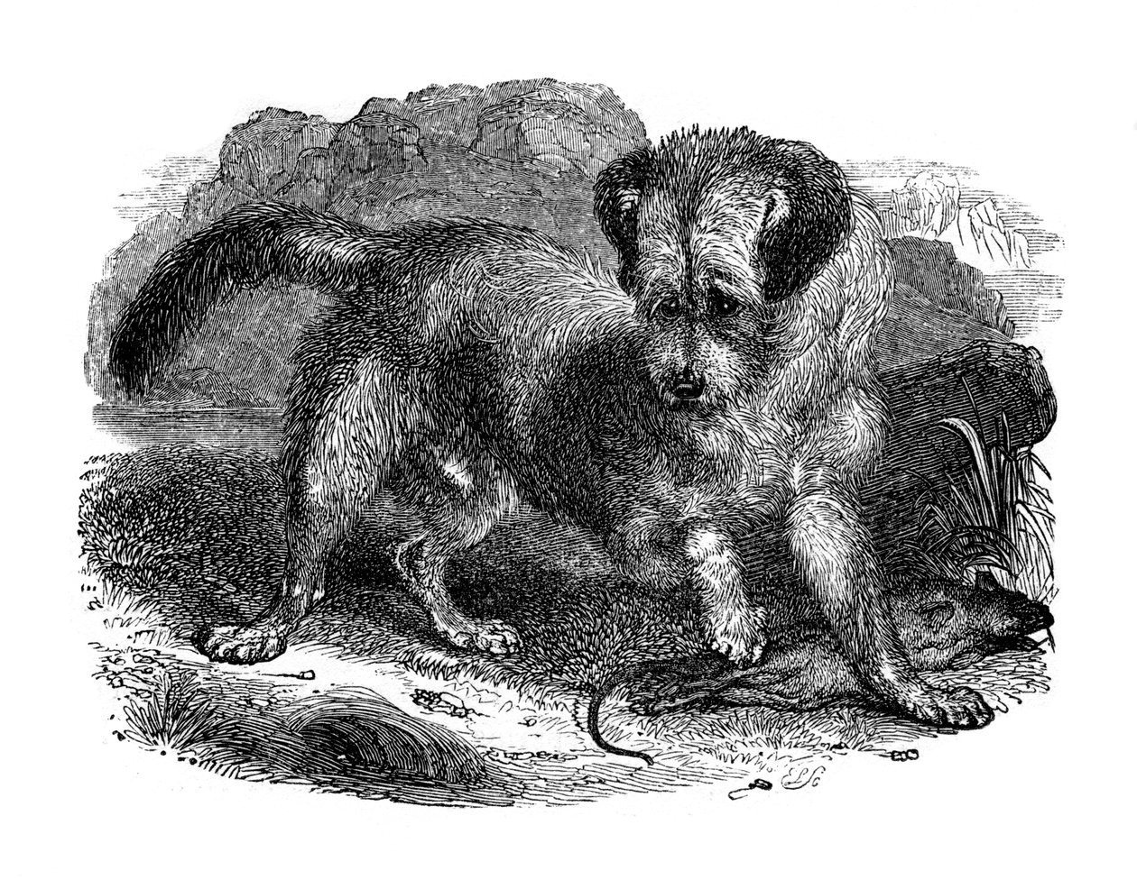 Terrier écossais, 1848 - Unbekannt
