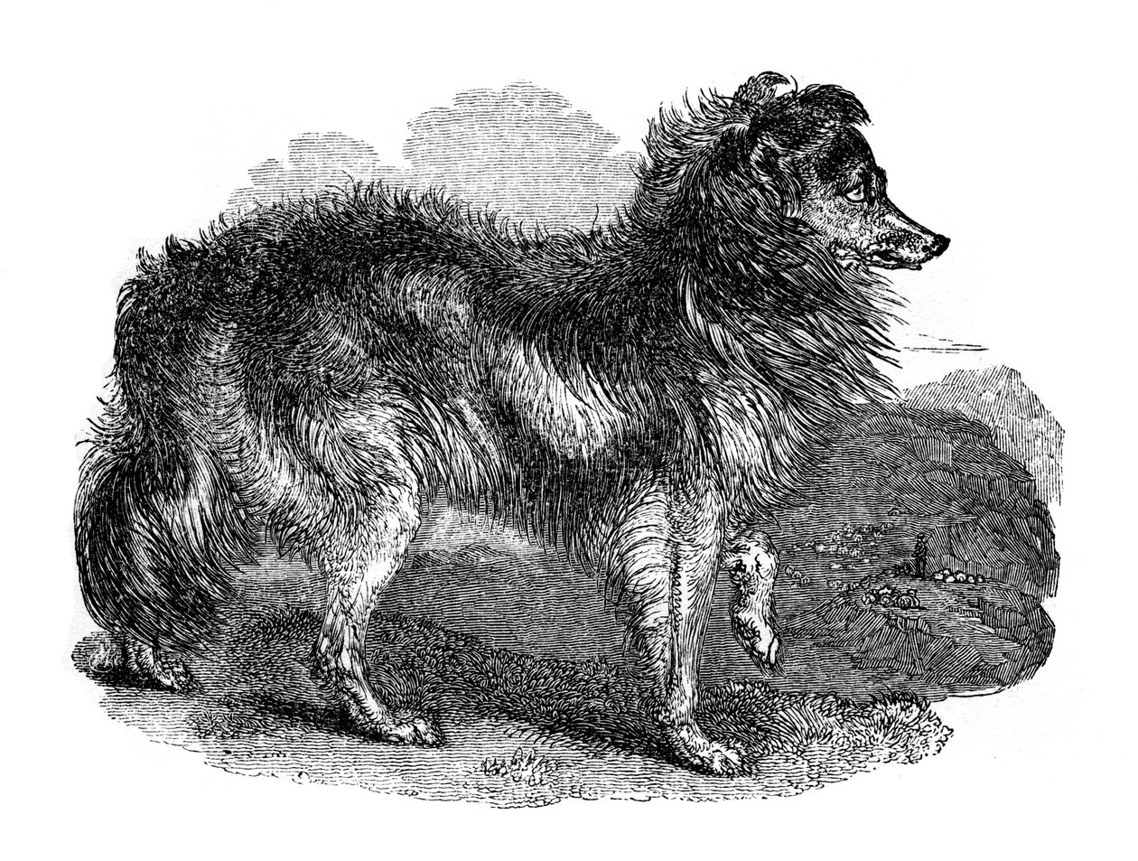 Chien de berger, 1848 - Unbekannt