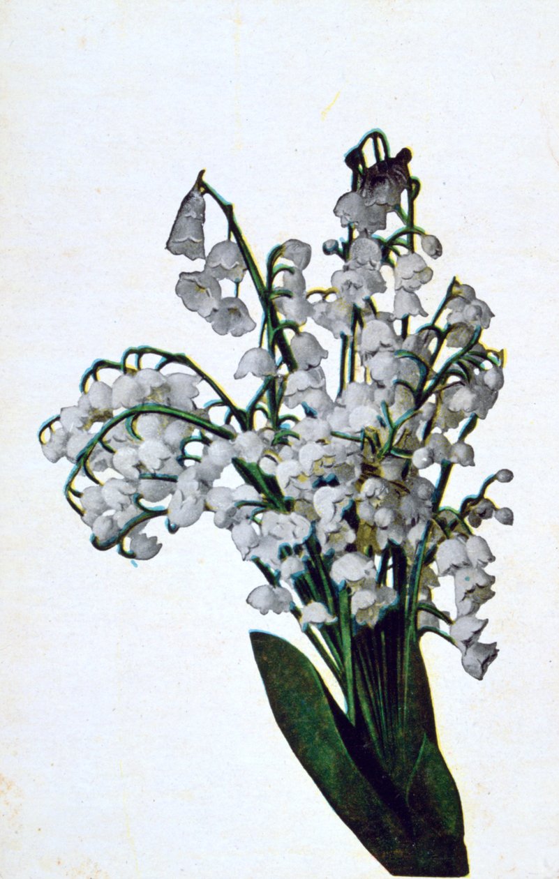 Perce-neige, carte postale de fleurs française, vers 1900 - Unbekannt