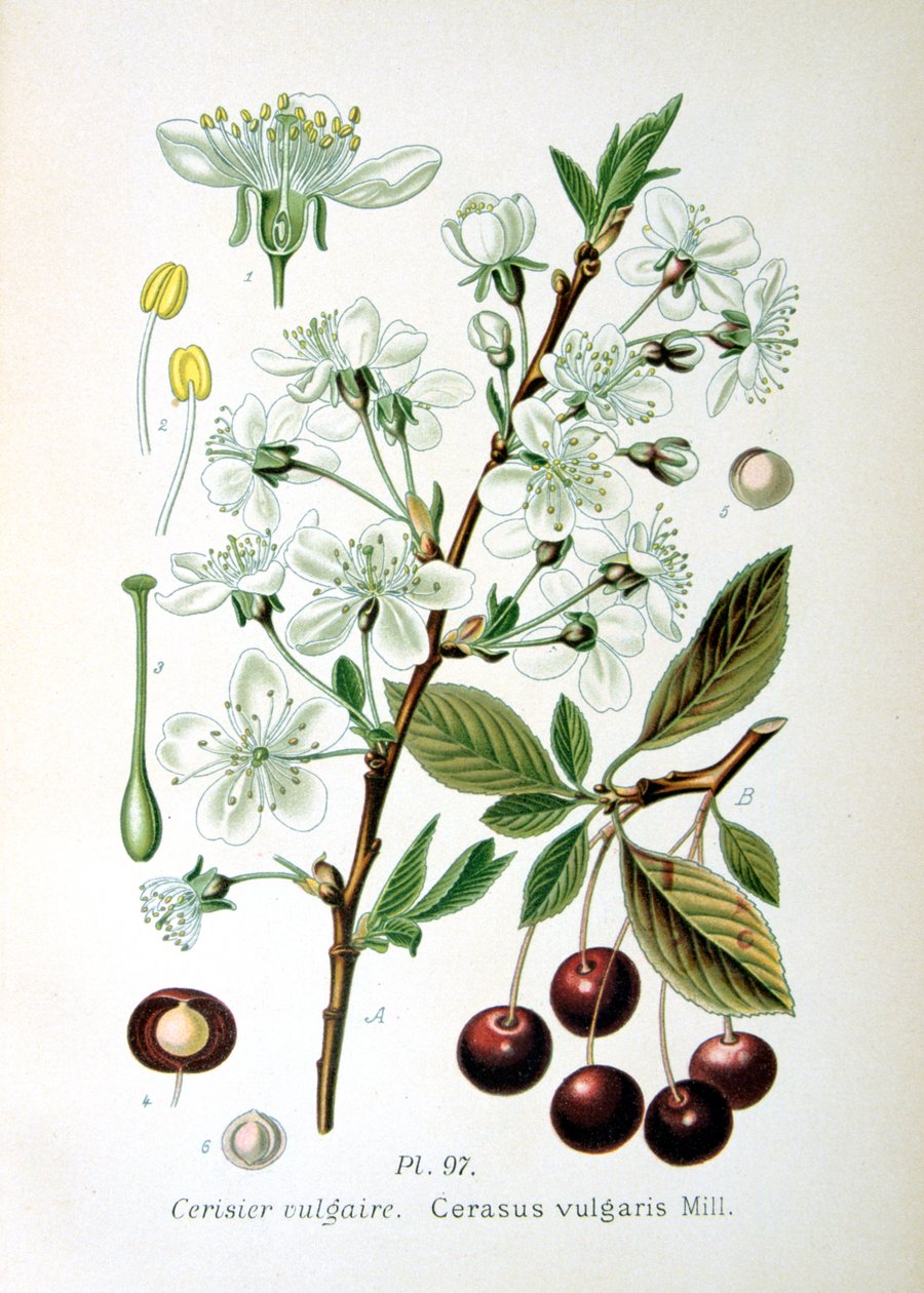 Griotte, 1893 - Unbekannt