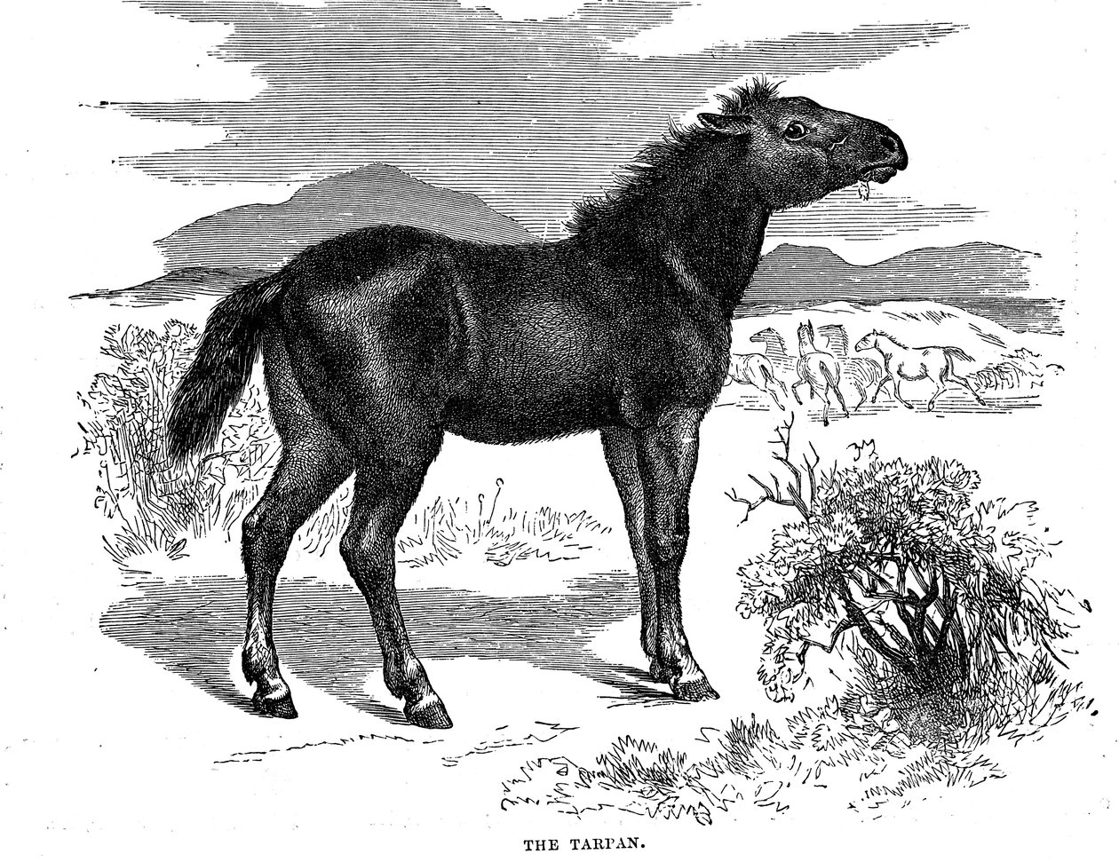 Tarpan, 1884 - Unbekannt