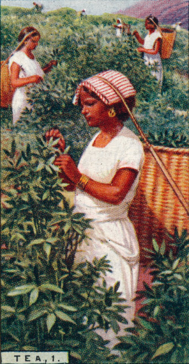 Thé, 1. - Cueillette des feuilles, Ceylan, 1928 - Unbekannt