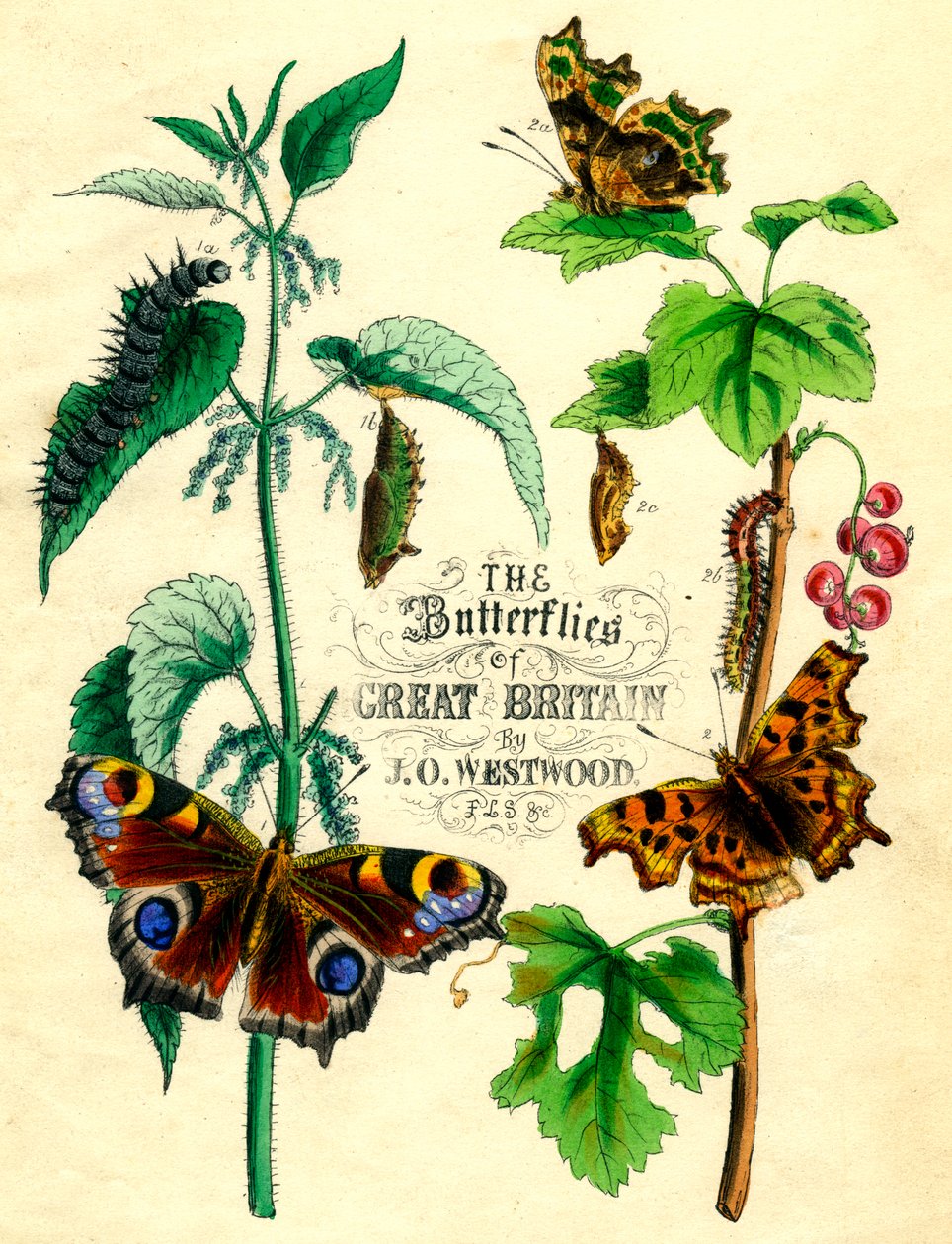 Les Papillons de Grande-Bretagne - Unbekannt