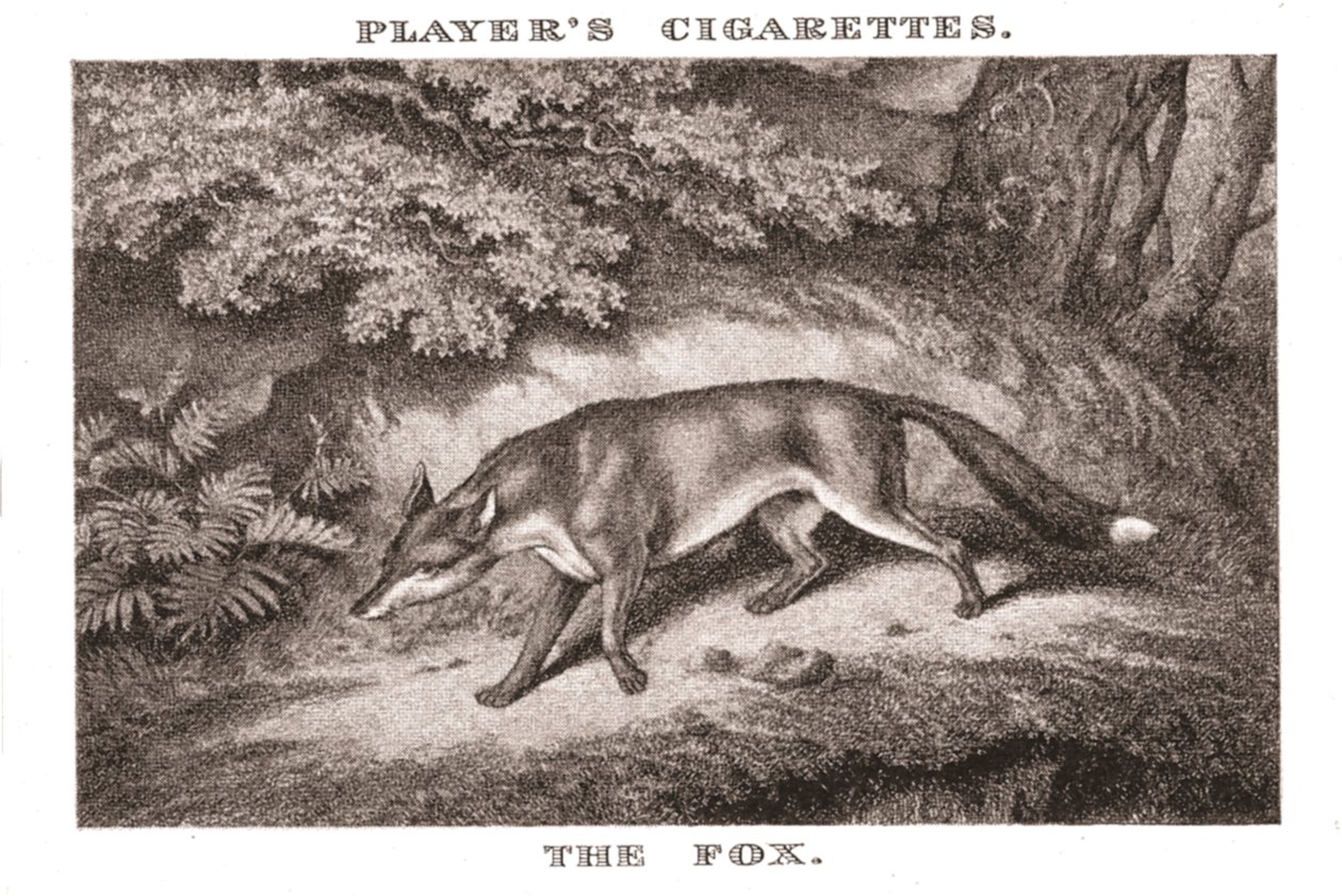 Le Renard, 1924 - Unbekannt