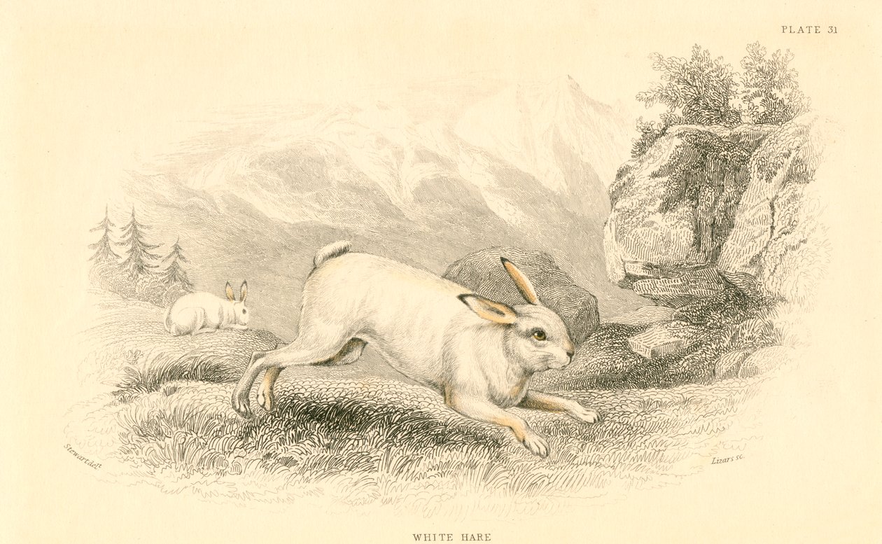 Le Lièvre Lepus europaeus, 1828 - Unbekannt