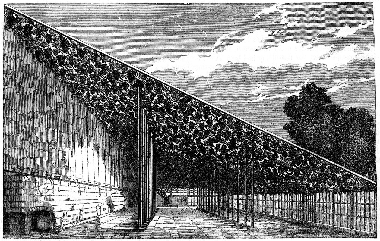 La Vinerie à Hampton Court - Unbekannt