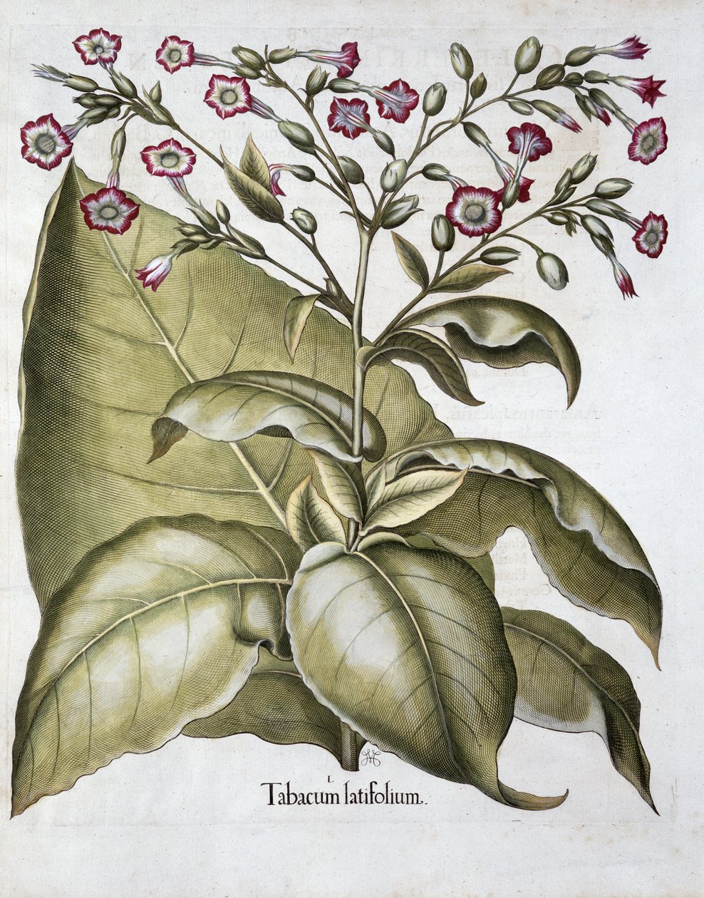 Plante de tabac, 1613 - Unbekannt