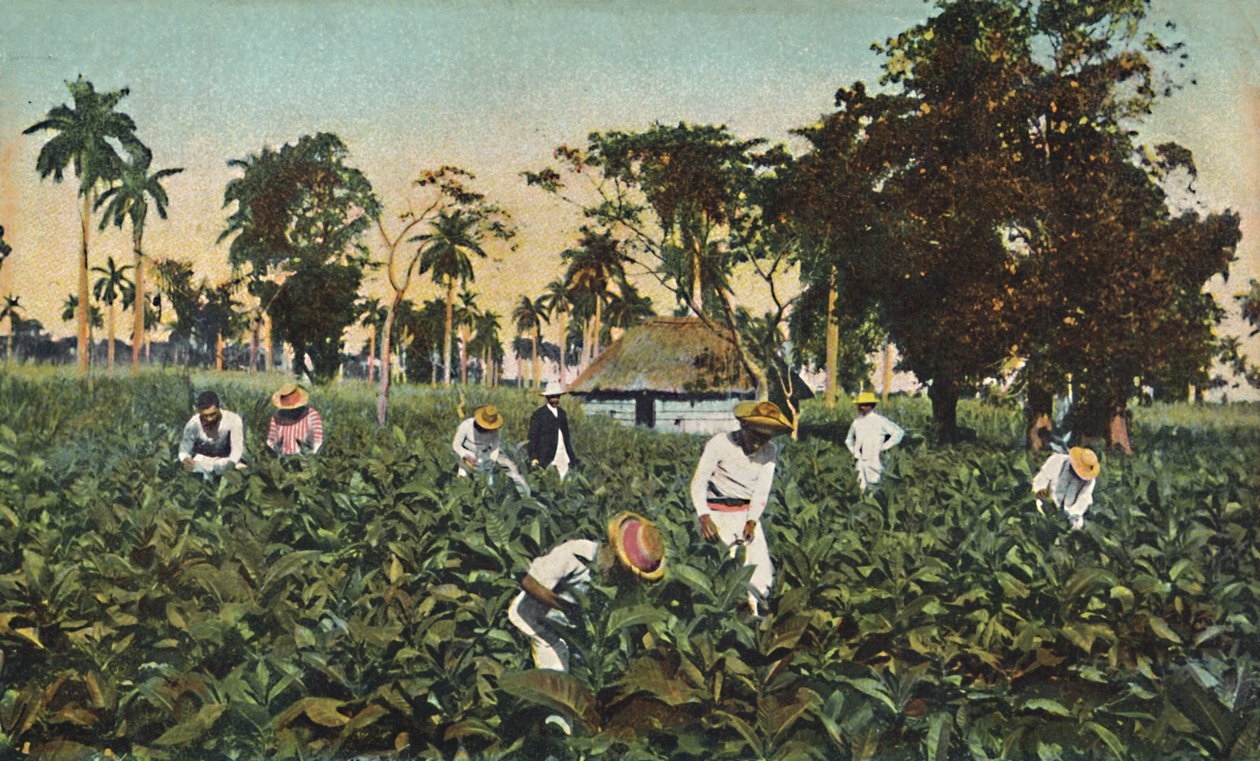 Plantation de tabac, Cuba, années 1920 - Unbekannt