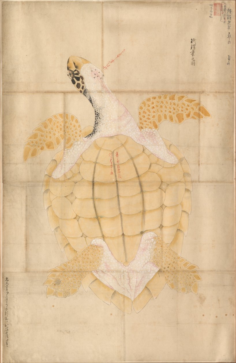 Tortue, 18e siècle - Unbekannt