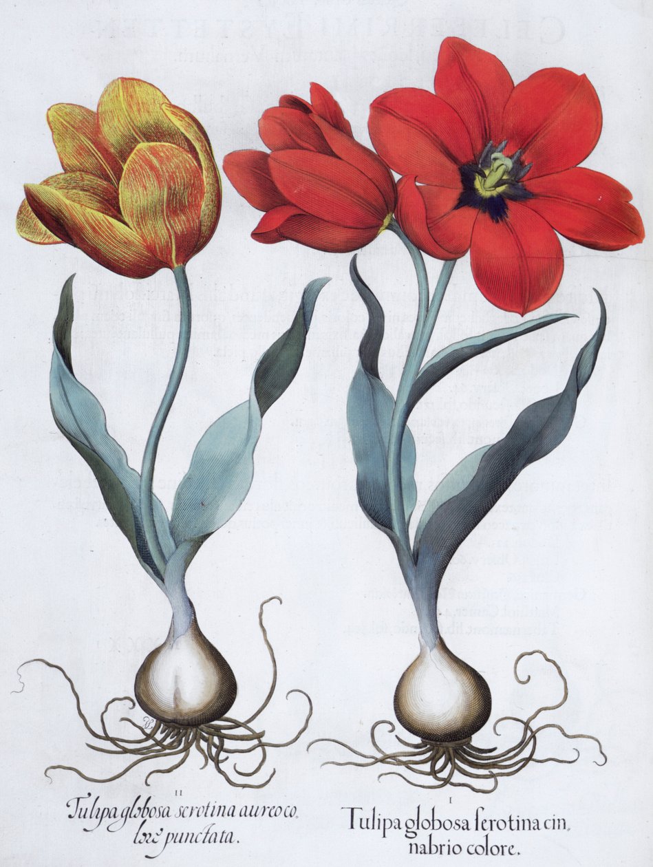 Tulipes, 1613 - Unbekannt