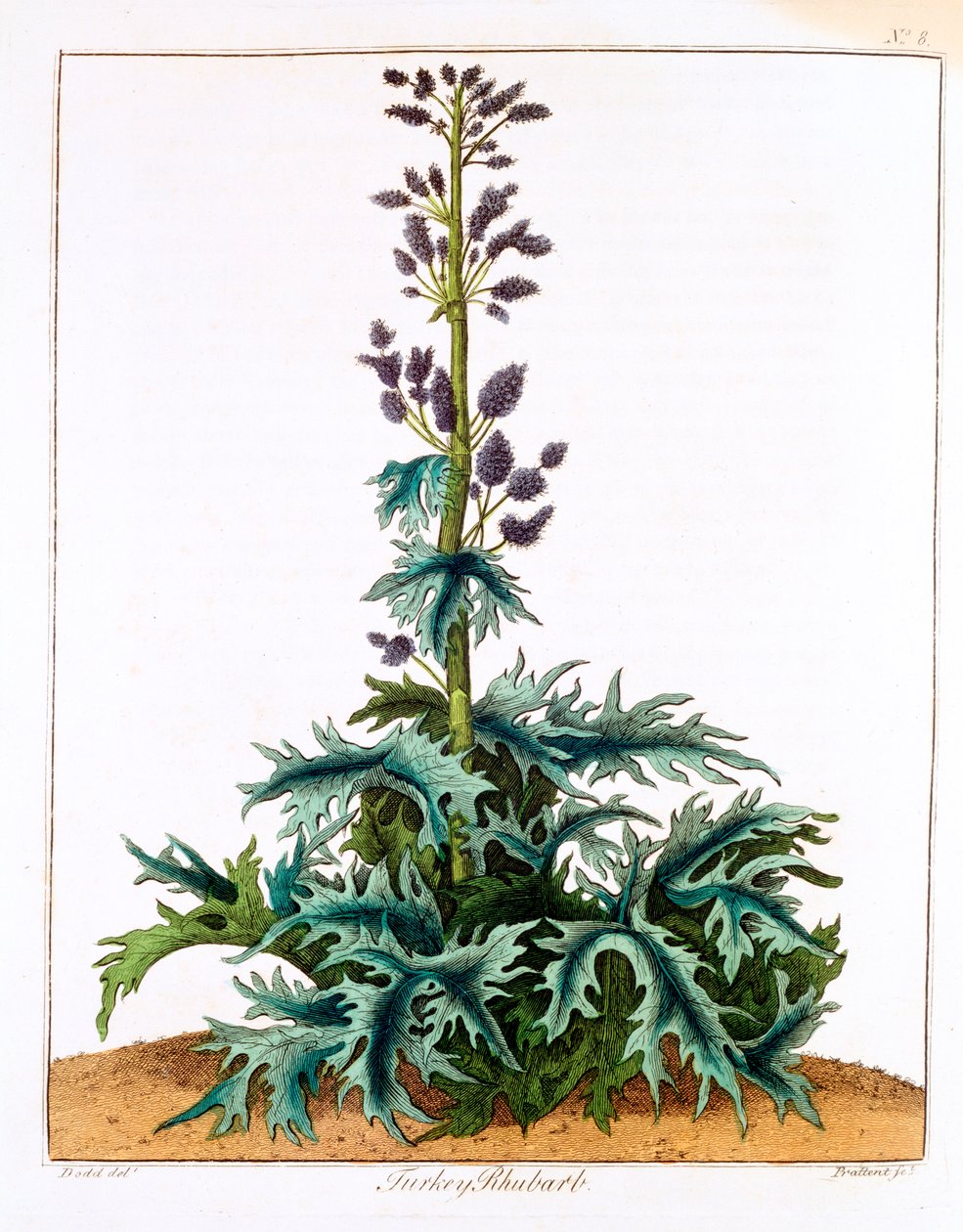 Rhubarbe de Turquie, 1798 - Unbekannt