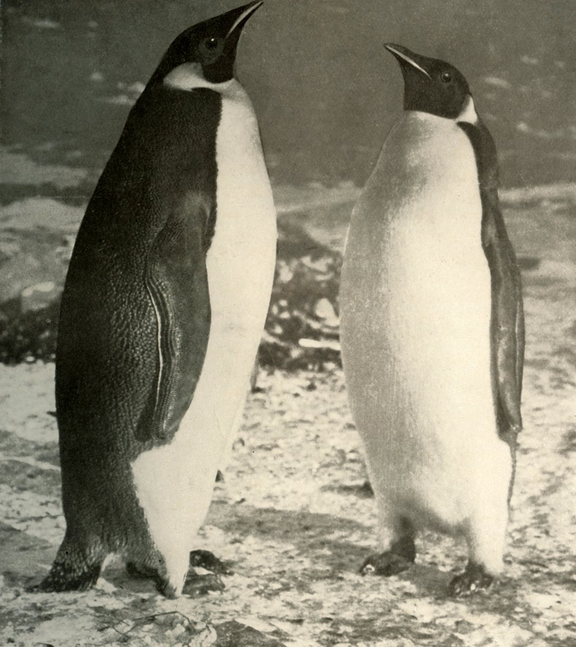 Deux manchots empereurs, vers 1908 - Unbekannt