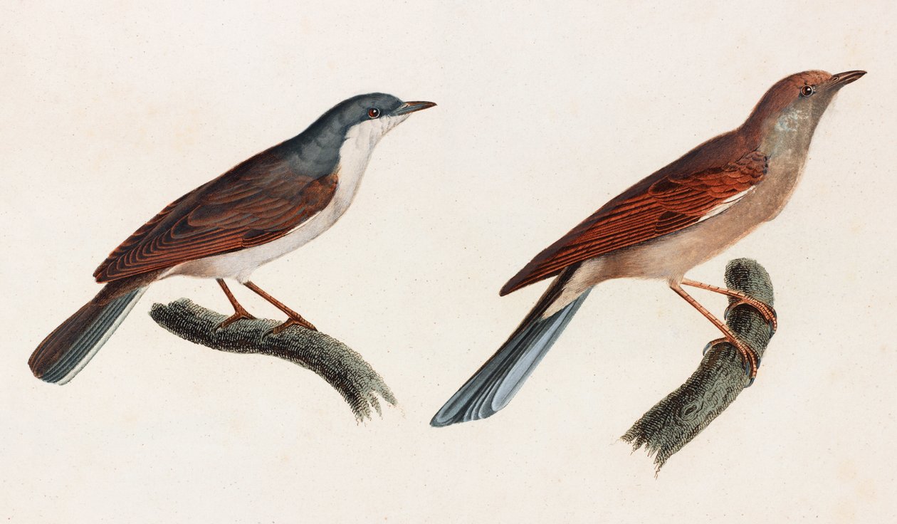 Deux illustrations en couleur d