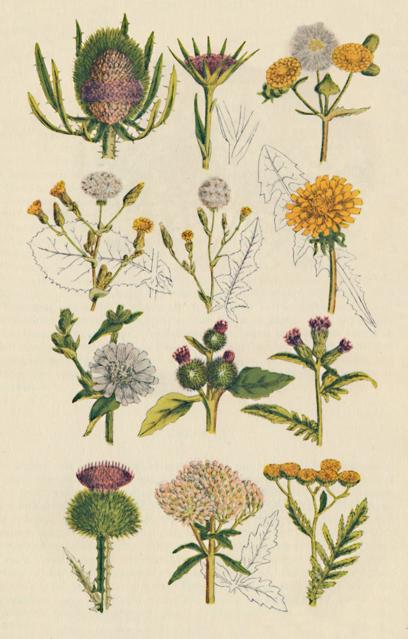 Variétés de fleurs sauvages britanniques - Unbekannt