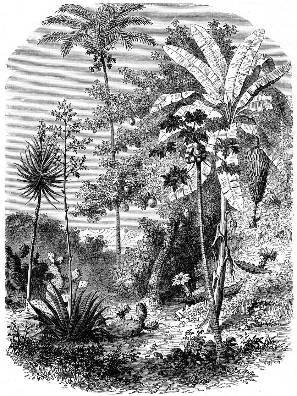 Vue de la côte espagnole, Guatemala, 1877 - Unbekannt