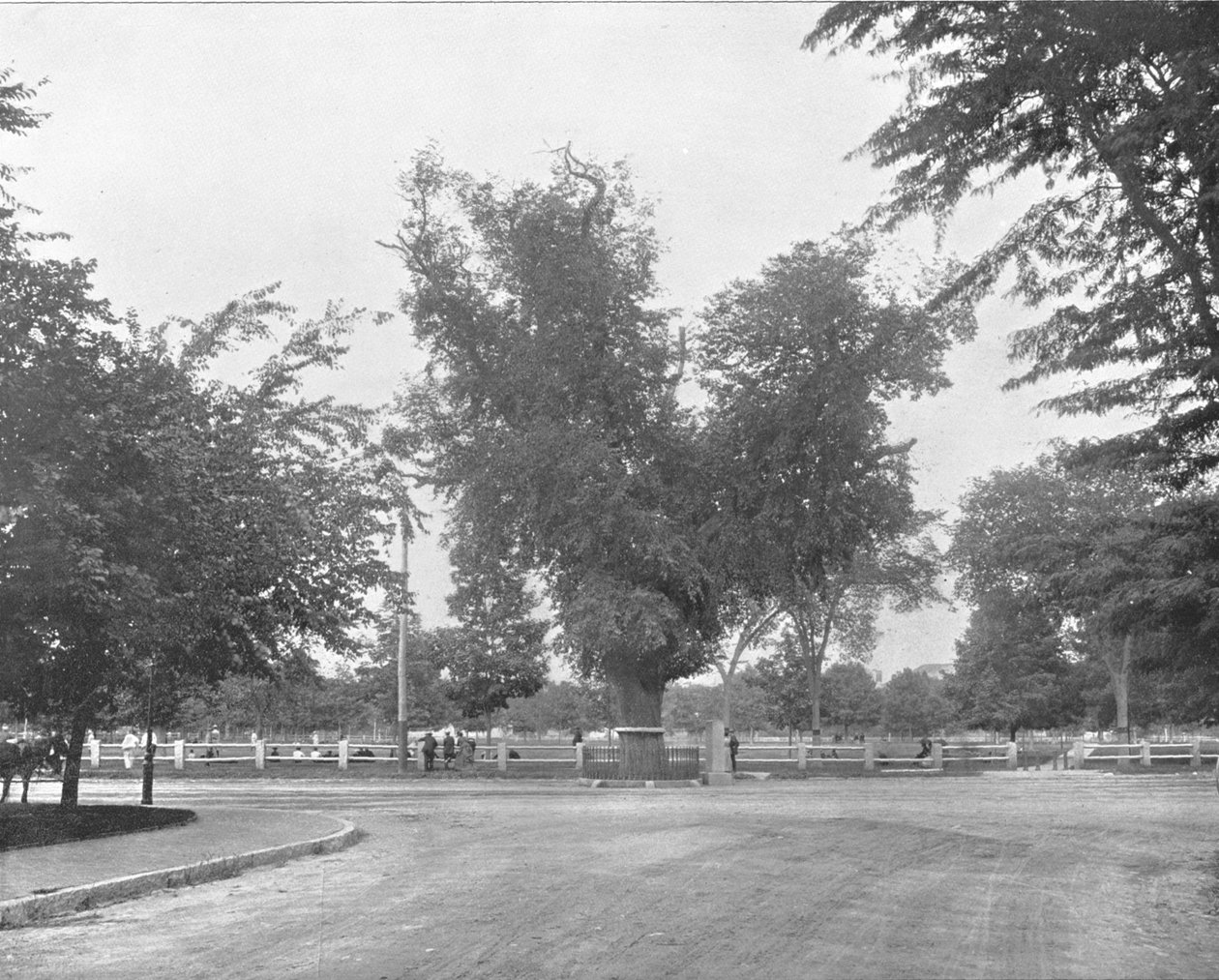 Washington Elm, Cambridge, Massachusetts, USA, vers 1900 - Unbekannt