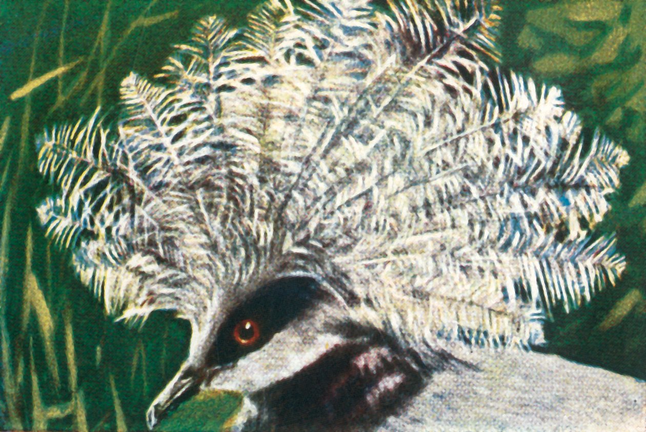 Pigeon couronné occidental, c1928 - Unbekannt