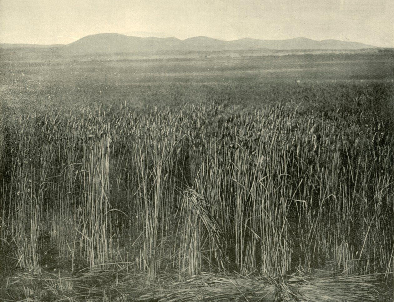 Champ de blé, Canning Downs, Queensland, 1901 - Unbekannt