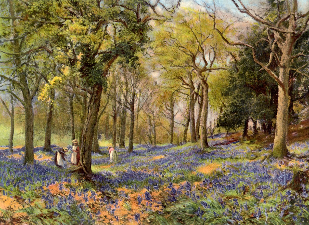 Jacinthes sauvages dans un bosquet du Surrey, 1906 - Unbekannt
