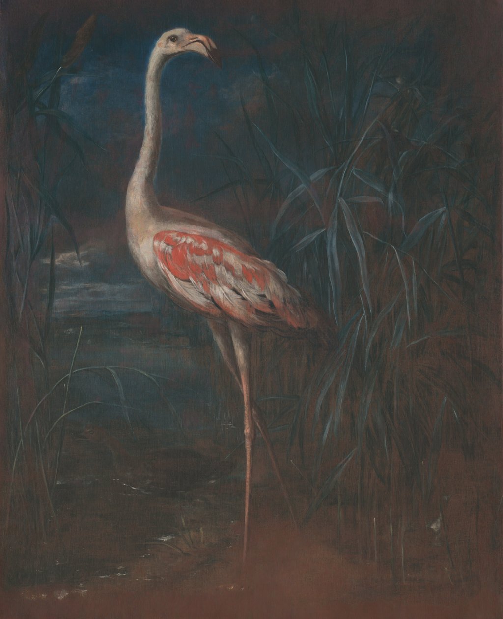 Flamant rose - Unbekannt Unbekannt