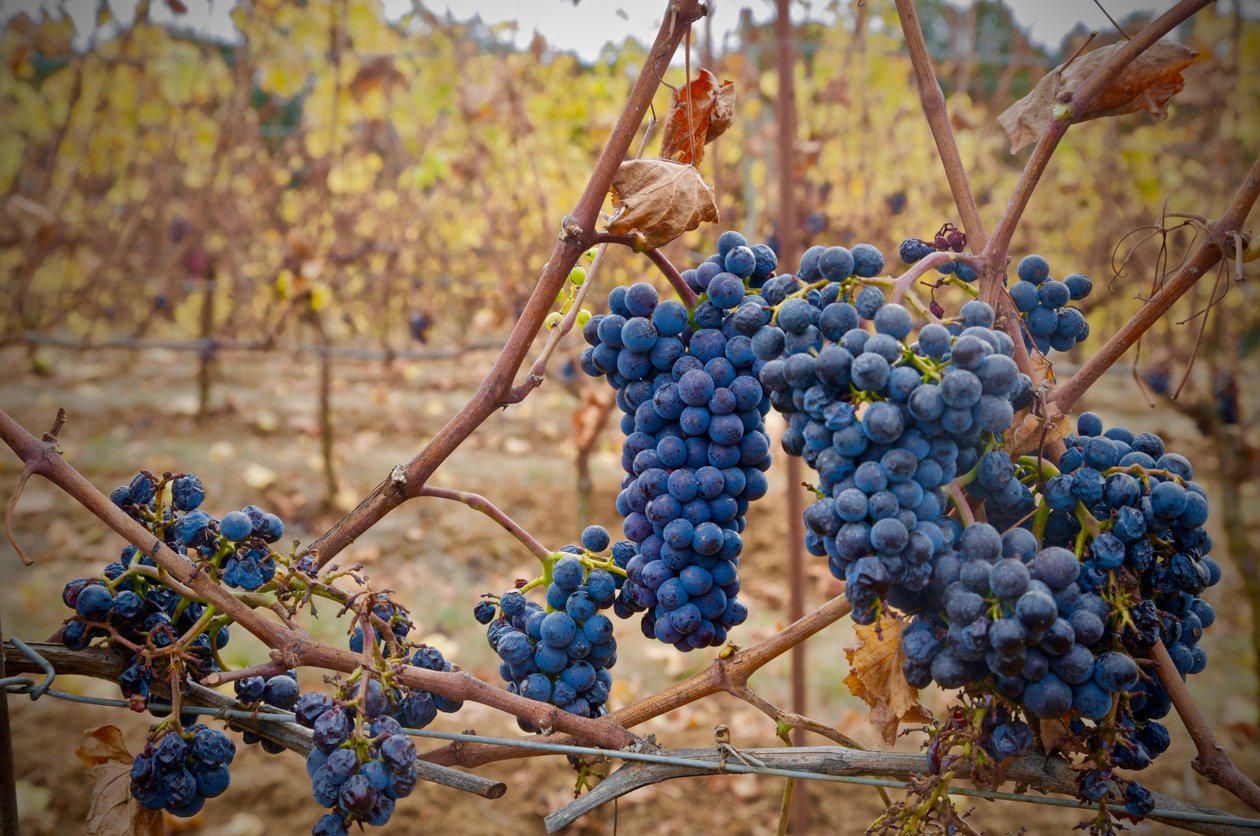 Raisins sur une vigne - Unbekannt Unbekannt