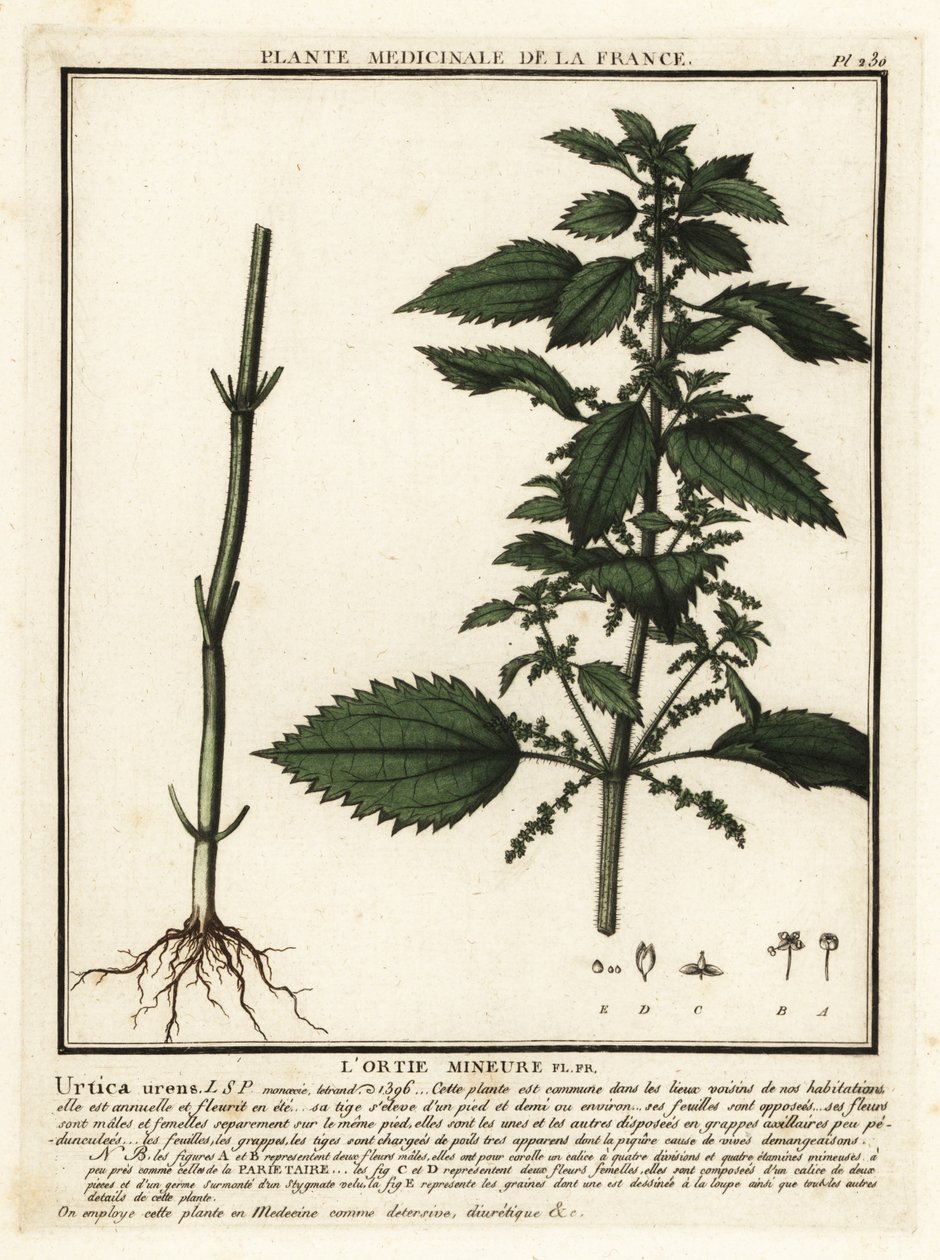 Ortie annuelle, Urtica urens - Unbekannter Künstler