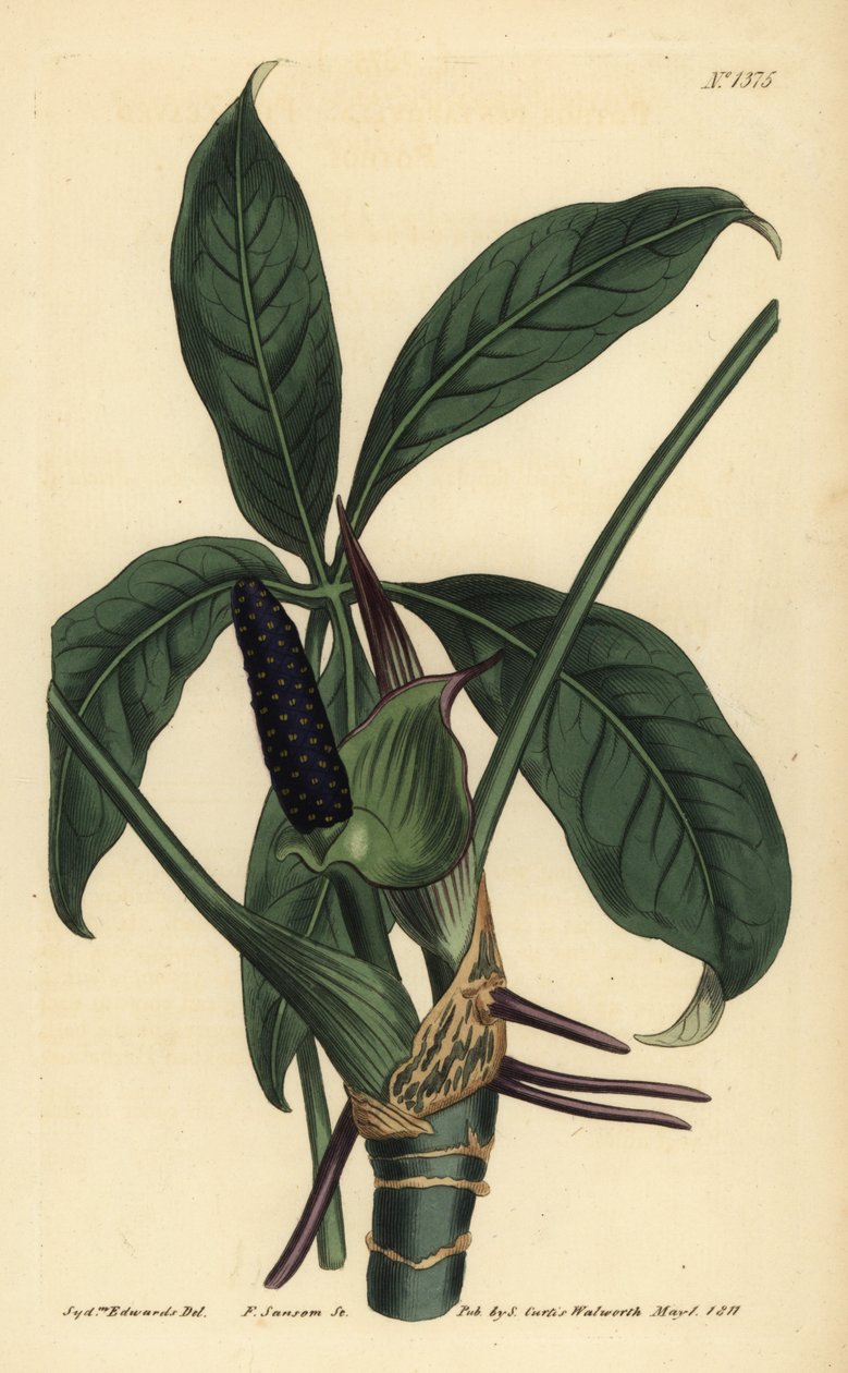 Anthurium palmatum - Unbekannt