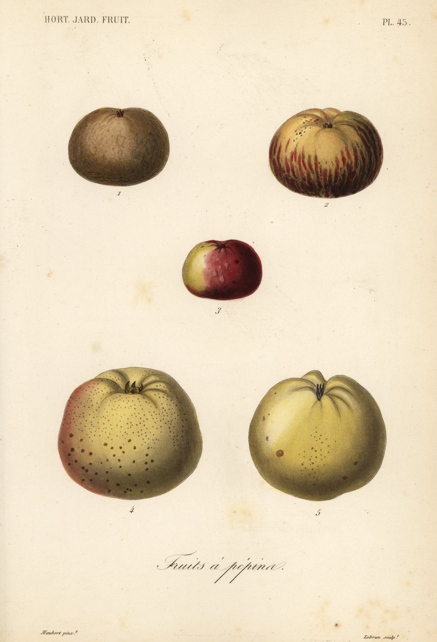 Variétés de pommes - Unbekannt