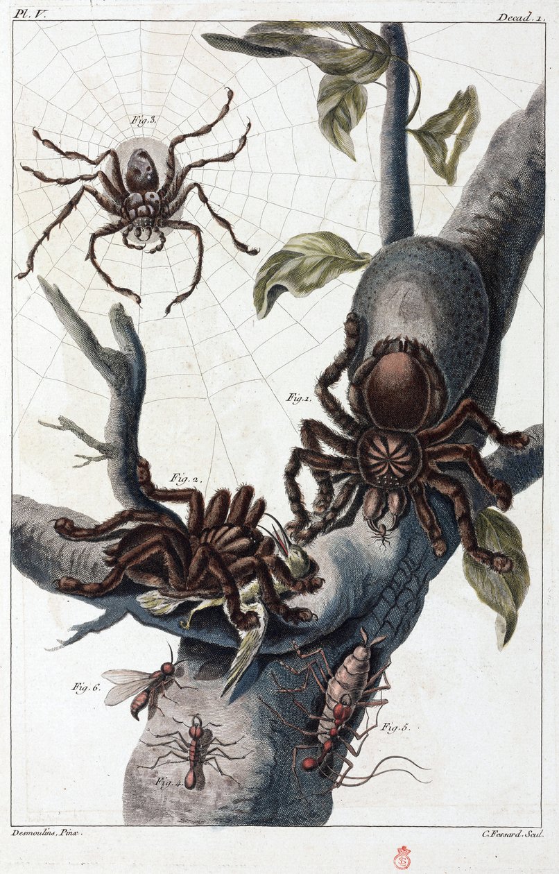 Araignée mangeuse d