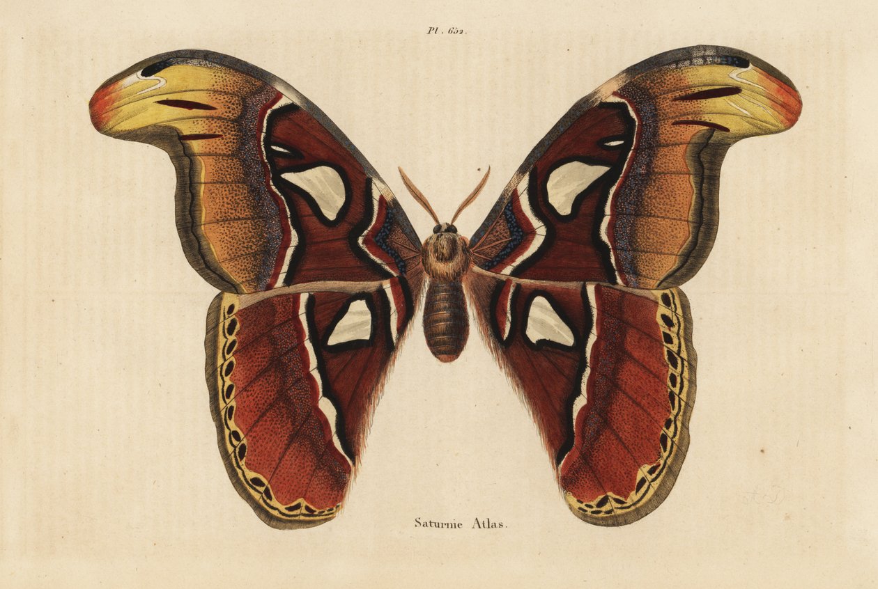 Papillon atlas, Attacus atlas - Unbekannt
