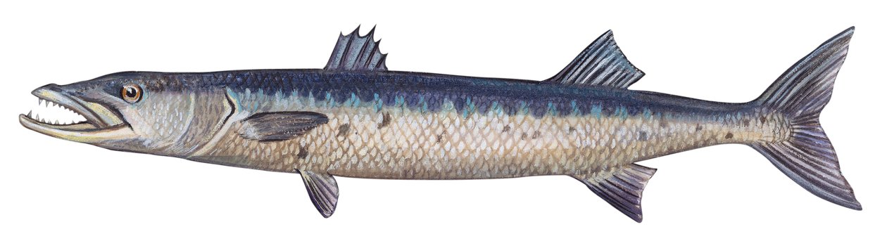 Barracuda - Grand barracuda (Sphyraena barracuda) - Unbekannter Künstler