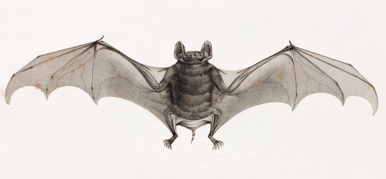 Chauves-souris en Égypte - Unbekannt