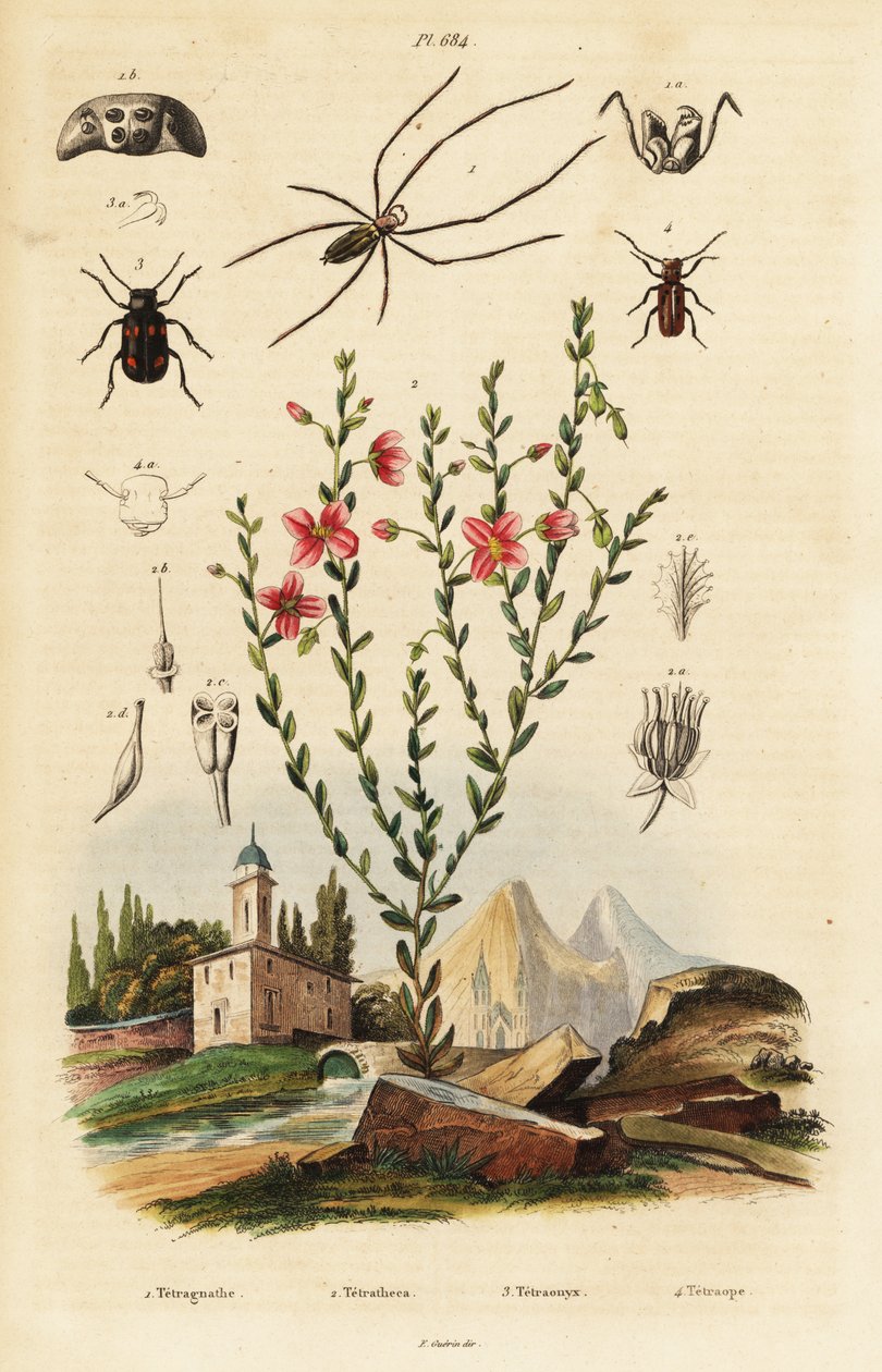 Susan aux yeux noirs, araignée et coléoptère - Unbekannter Künstler