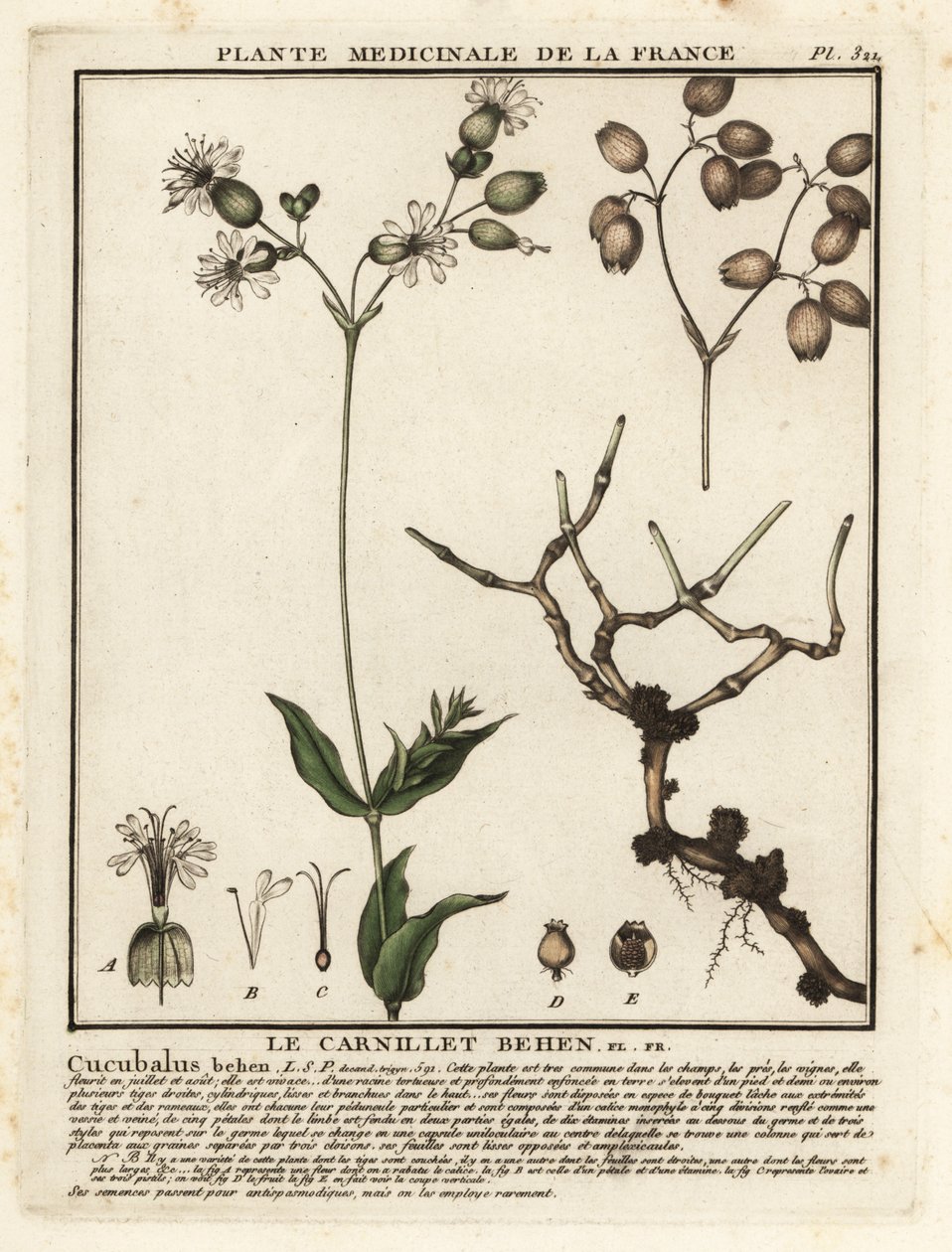 Silène enflée, Silene vulgaris - Unbekannter Künstler