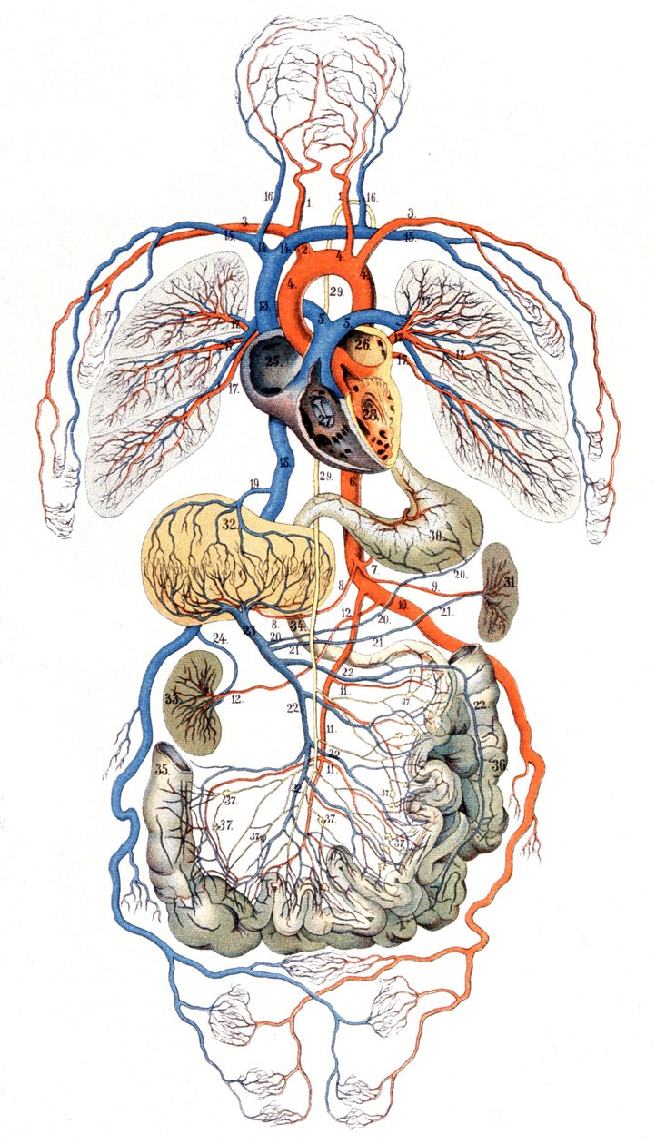 Circulation sanguine, vers 1880 - Unbekannter Künstler