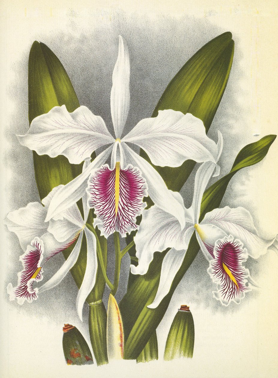 Planche botanique Cattleya maxima var. Virginalis Lindenia - Unbekannt