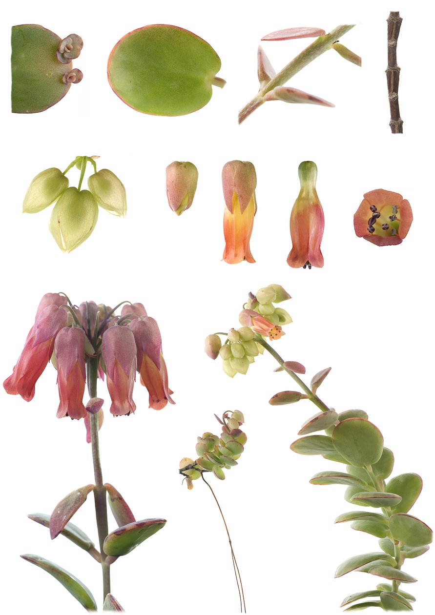 Planche botanique/Kalanchoe marnieriana - Unbekannt