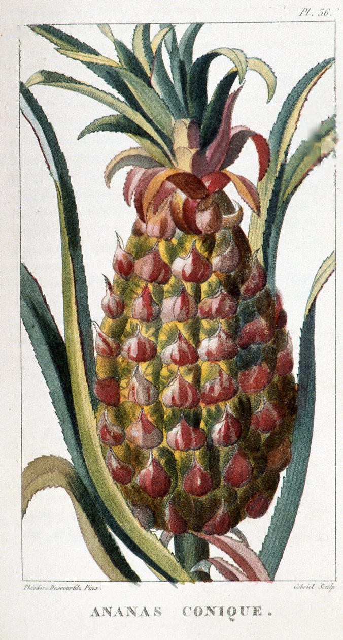 Planche botanique/Ananas - Unbekannt