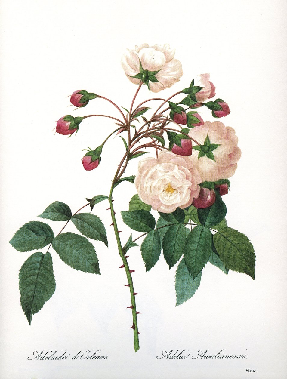 Planche botanique Rosa aurelianensis Rose 