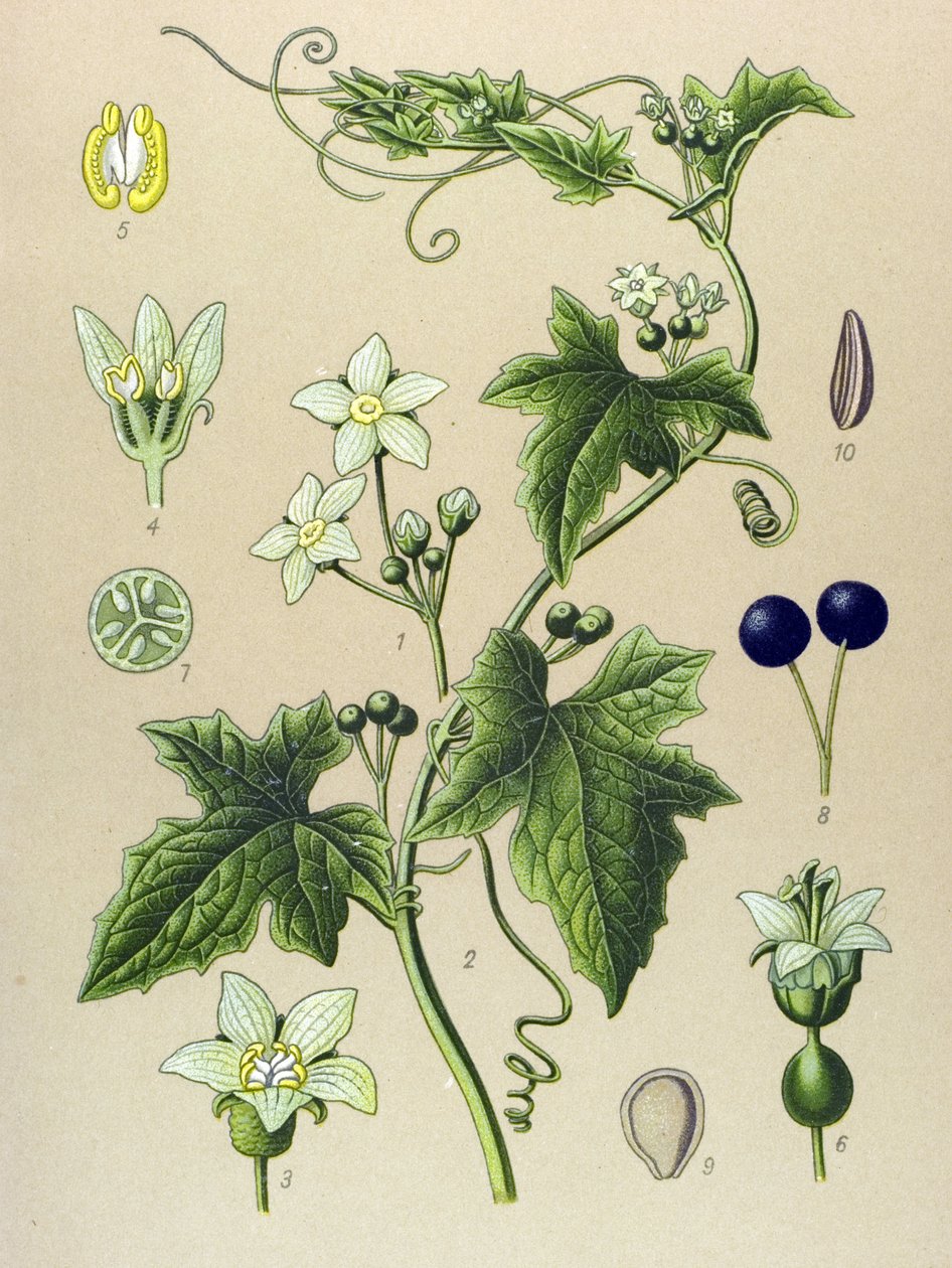 Planche botanique, plante : bryone (Bryonia alba) - Unbekannter Künstler