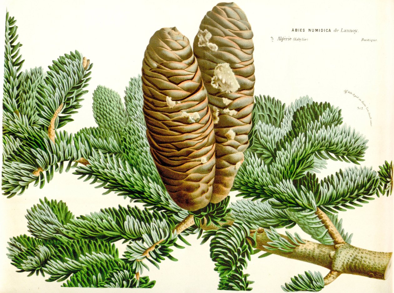 Illustration botanique / Abies numidica / Sapin d