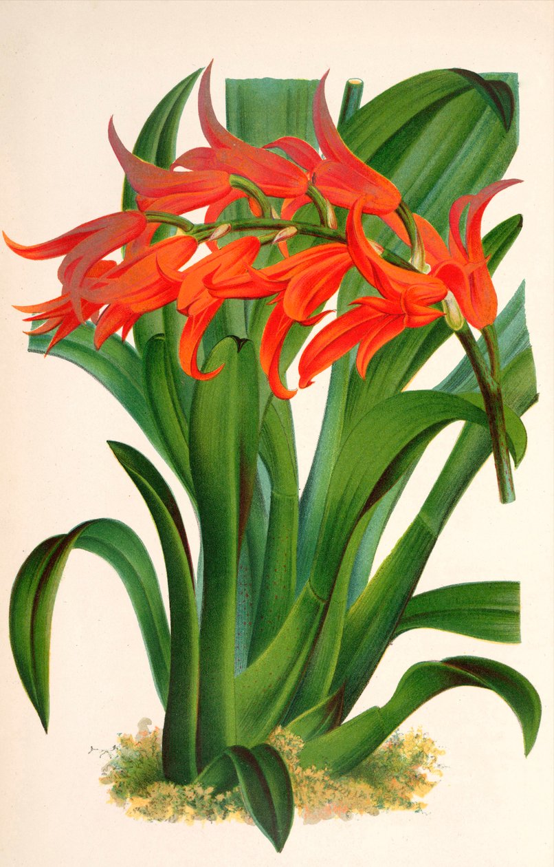 Illustration botanique / Ada aurantiaca - Unbekannt